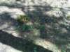 dsc00345_small.jpg